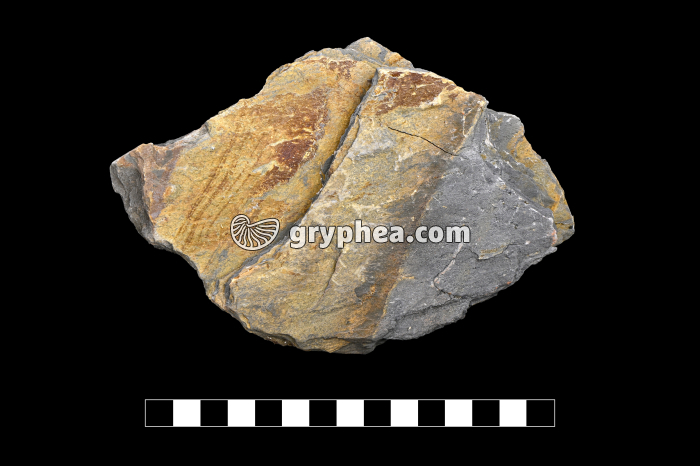 Schiste métamorphique - ardoise - gryphea.com